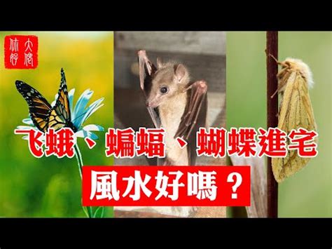 飛蛾飛進家裡|【家裡出現飛蛾代表什麼】家裡出現飛蛾代表什麼？到。